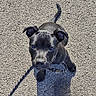 puppy, dog, black_dog, pet, animal, asphalt, outdoor, sunlight, shadow, cute, looking_up, collar, leash, small_dog, young_dog, ears, tail, texture, daylight, ground