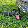 Alpha participe au concours pour gagner de l'argent avec cette photo : dog, black_dog, grass, greenery, outdoor, sunlight, car, vehicle, canine, pet, tongue_out, happy, lying_down, nature, summer, daylight, playful, field, park, animal