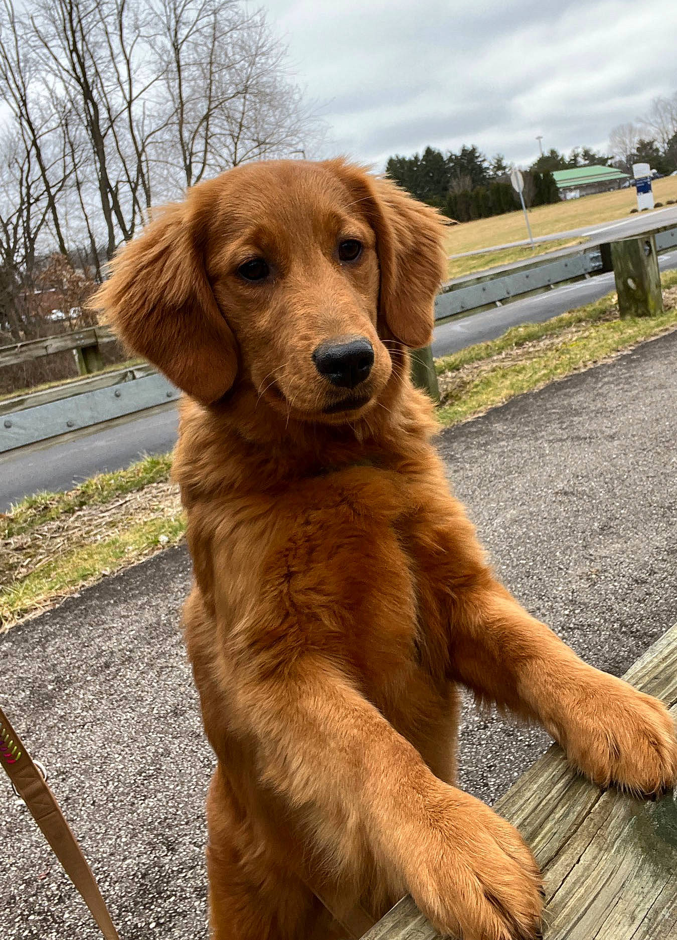 Nora is registered to the contest to win money with this photo: canidae, carnivore, cloud, companion_dog, dog, dog_breed, fawn, fur, grass, gun_dog, liver, plant, retriever, sky, snout, sporting_group, tree, whiskers, wood, working_animal