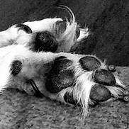 Trixie joined the competition — help win amazing prizes! dog, paws, close_up, black_and_white, fur, pads, texture, resting, animal, pet, cozy, soft, hair, detail, monochrome, sleeping, relaxation, canine, domestic_animal, paw_pads
