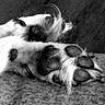 animal, black_and_white, canine, close_up, cozy, detail, dog, domestic_animal, fur, hair, monochrome, pads, paw_pads, paws, pet, relaxation, resting, sleeping, soft, texture