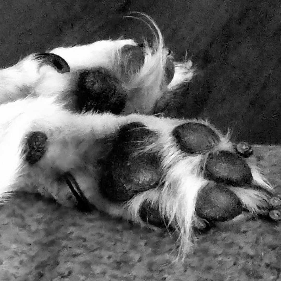 Trixie joined the competition — help win amazing prizes! dog, paws, close_up, black_and_white, fur, pads, texture, resting, animal, pet, cozy, soft, hair, detail, monochrome, sleeping, relaxation, canine, domestic_animal, paw_pads