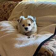 Chipp joined the competition — help win amazing prizes! dog, small_dog, pet, indoor, blanket, couch, window, curtains, sunlight, cozy, fur, animal, domestic_animal, resting, comfort, living_room, fluffy, white_fur, black_nose, ears