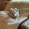 animal, black_nose, blanket, comfort, couch, cozy, curtains, dog, domestic_animal, ears, fluffy, fur, indoor, living_room, pet, resting, small_dog, sunlight, white_fur, window