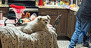 Chipp joined the competition — help win amazing prizes! dog, white_dog, blanket, armchair, kitchen, person, cabinet, microwave, stove, countertop, utensils, appliances, floor_rug, table, chair, food, indoor, cozy, home, relaxing
