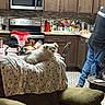 appliances, armchair, blanket, cabinet, chair, countertop, cozy, dog, floor_rug, food, home, indoor, kitchen, microwave, person, relaxing, stove, table, utensils, white_dog