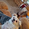 Chipp joined the competition — help win amazing prizes! dog, white_dog, fluffy, couch, living_room, carpet, furniture, window, curtains, remote_control, blanket, indoor, pet, animal, cute, wide_eyed, relaxed, home, cozy, seat