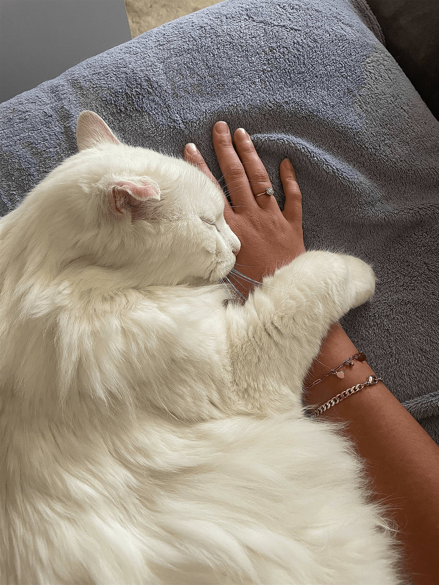 Korss participe au concours pour gagner de l'argent avec cette photo : british_longhair, carnivore, cat, claw, close_up, comfort, fawn, felidae, fur, gesture, nail, paw, ragdoll, sleeve, small_to_medium_sized_cats, snout, tail, whiskers, wool, wrinkle