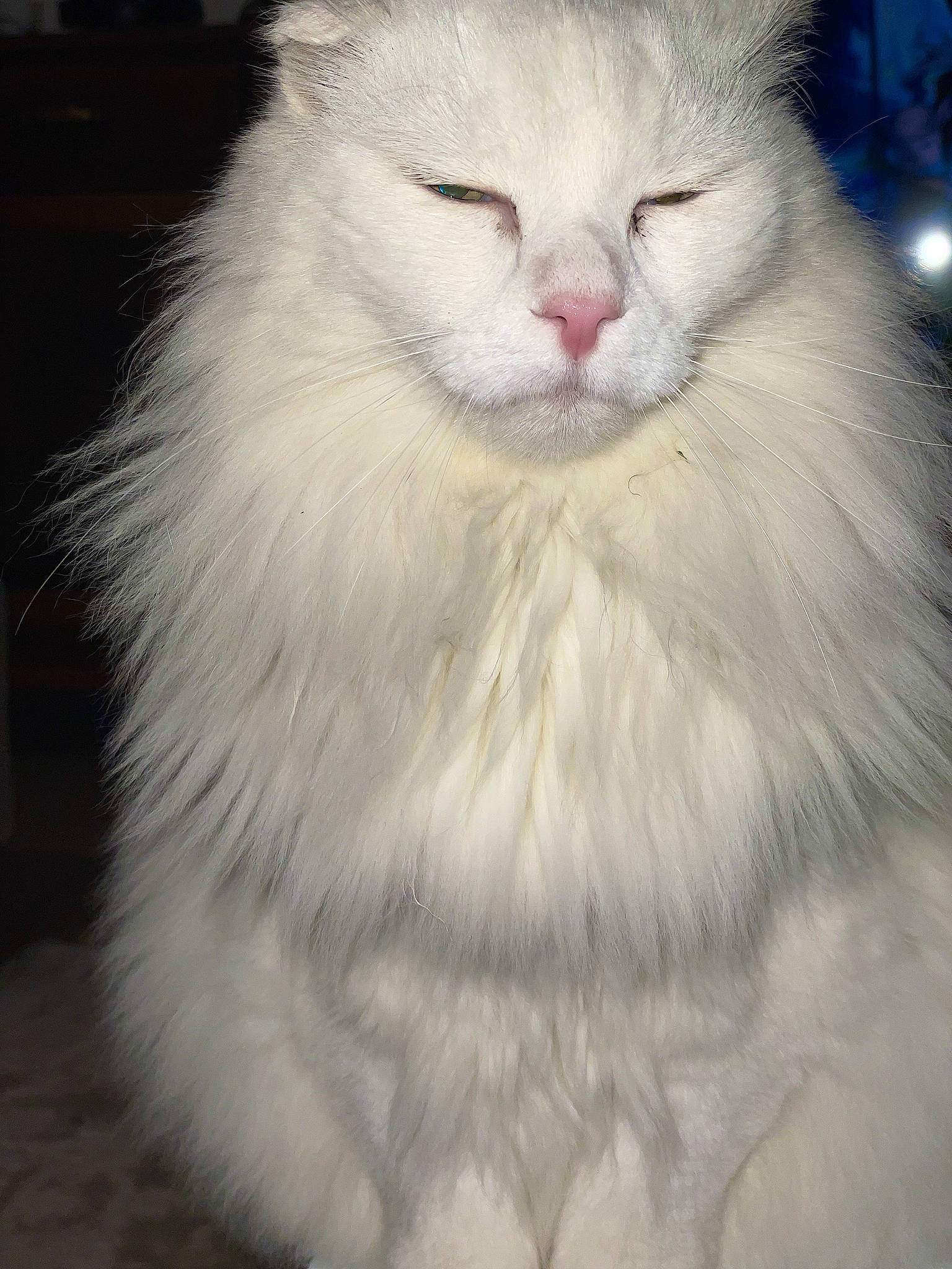 Korss a rejoint le concours — aidez-le/la à gagner de superbes lots ! british_longhair, carnivore, cat, felidae, fur, small_to_medium_sized_cats, terrestrial_animal, whiskers, window