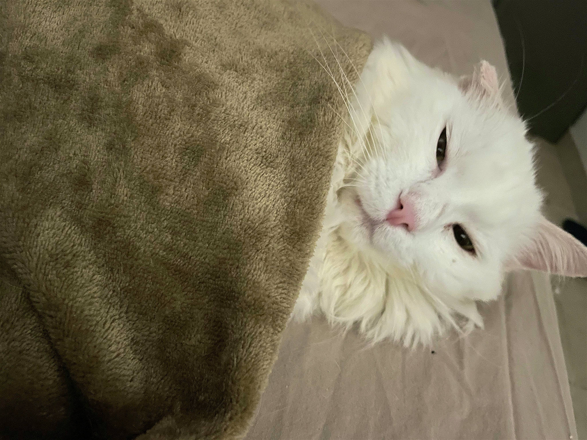 Korss participe au concours pour gagner de l'argent avec cette photo : carnivore, cat, claw, comfort, domestic_short_haired_cat, felidae, fur, paw, small_to_medium_sized_cats, snout, tail, whiskers