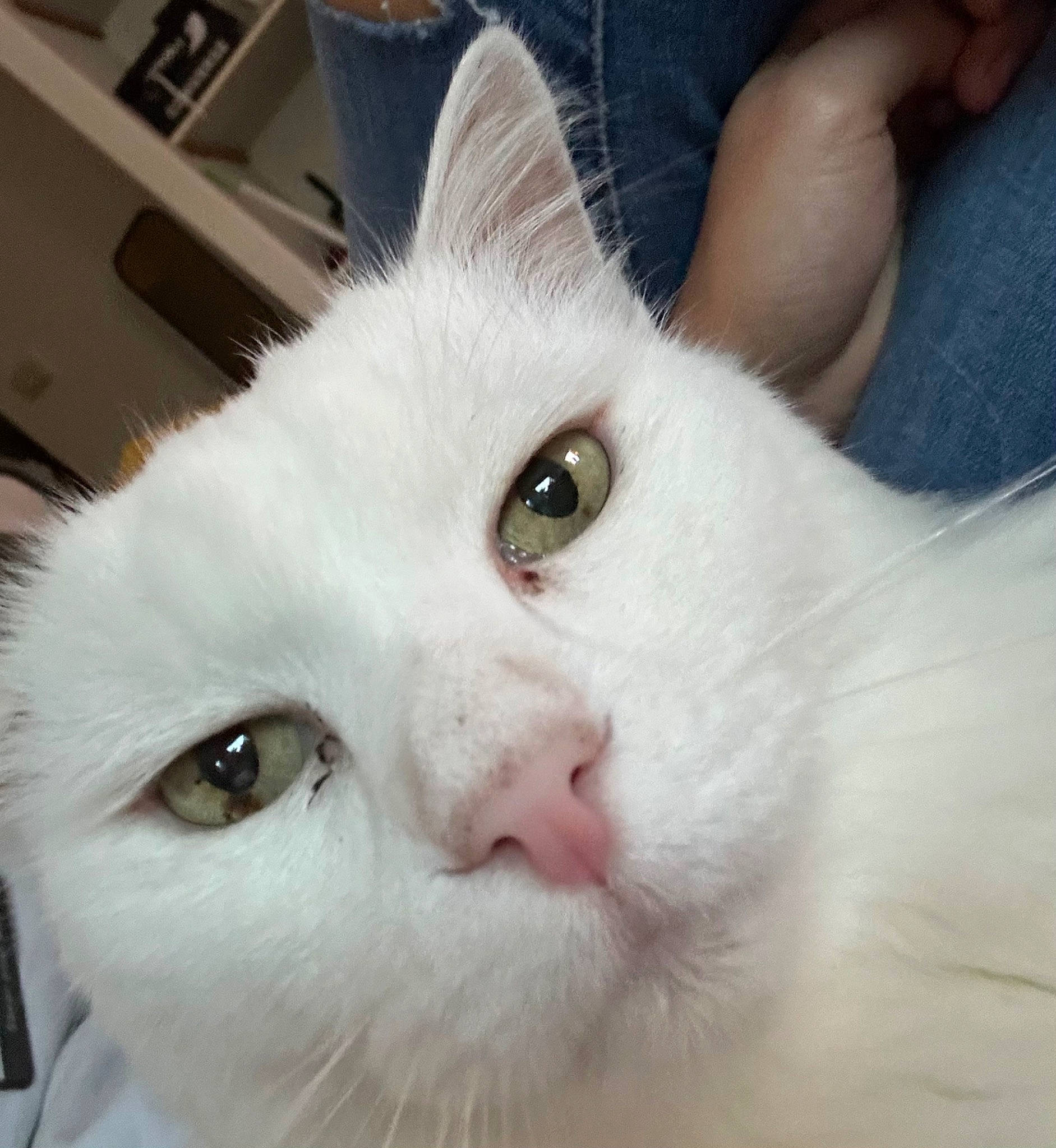 Korss participe au concours pour gagner de l'argent avec cette photo : carnivore, cat, domestic_short_haired_cat, ear, eye, felidae, fur, iris, small_to_medium_sized_cats, snout, whiskers