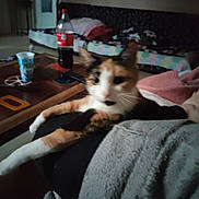 éclair a rejoint le concours — aidez-le/la à gagner de superbes lots ! cat, calico_cat, pet, animal, feline, indoors, living_room, couch, blanket, lap, coffee_table, soda_bottle, plastic_cup, pillow, furniture, relaxed, sitting, white_fur, orange_fur, black_fur