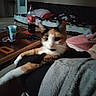 cat, calico_cat, pet, animal, feline, indoors, living_room, couch, blanket, lap, coffee_table, soda_bottle, plastic_cup, pillow, furniture, relaxed, sitting, white_fur, orange_fur, black_fur