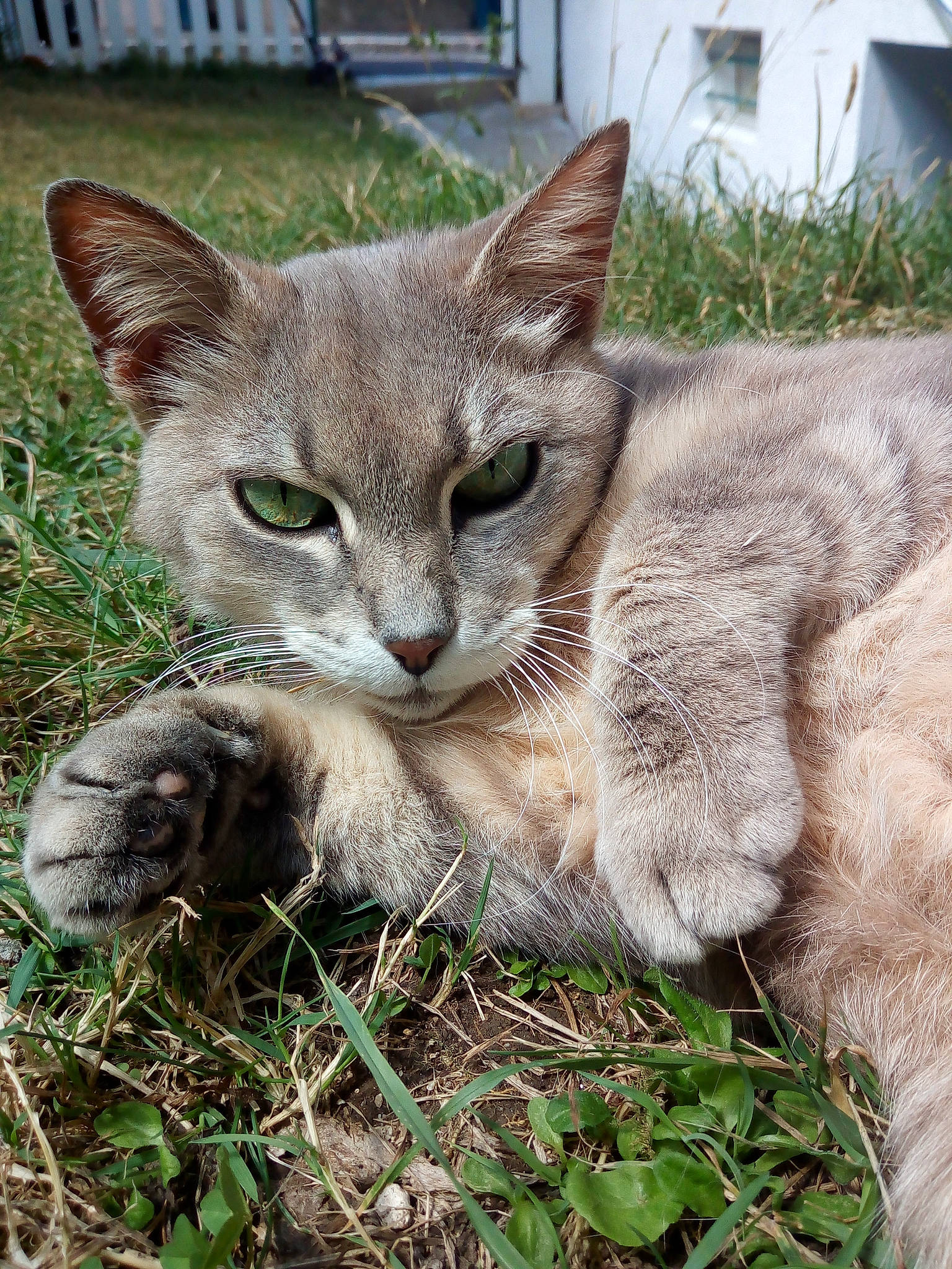 Séphora a rejoint le concours — aidez-le/la à gagner de superbes lots ! carnivore, cat, domestic_short_haired_cat, fawn, felidae, fur, grass, groundcover, photo_caption, plant, small_to_medium_sized_cats, snout, tail, terrestrial_animal, whiskers, wildlife
