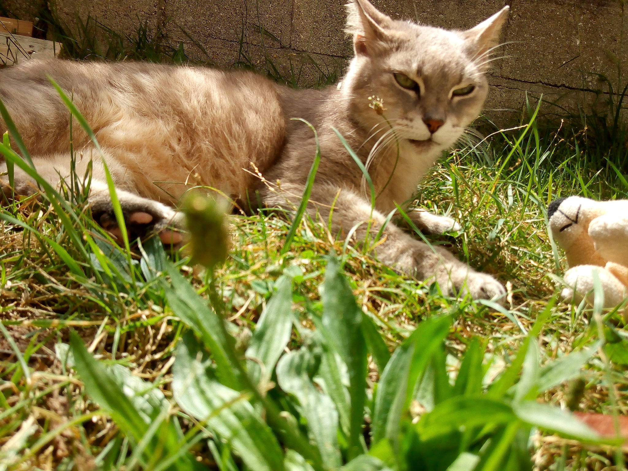 Séphora a rejoint le concours — aidez-le/la à gagner de superbes lots ! carnivore, cat, domestic_short_haired_cat, felidae, fur, grass, grass_family, groundcover, herb, herbaceous_plant, mammal, paw, perennial_plant, plant, small_to_medium_sized_cats, tail, terrestrial_animal, vertebrate, whiskers, wildlife