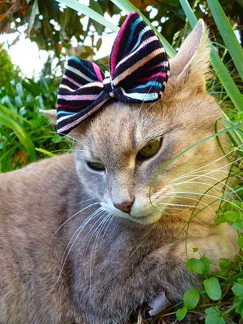 Séphora a rejoint le concours — aidez-le/la à gagner de superbes lots ! carnivore, cat, costume_hat, domestic_short_haired_cat, fashion_accessory, fawn, fedora, felidae, fur, grass, hat, plant, pollinator, small_to_medium_sized_cats, snout, sun_hat, terrestrial_animal, tree, whiskers, wildlife