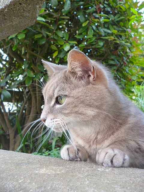 Séphora a rejoint le concours — aidez-le/la à gagner de superbes lots ! carnivore, cat, domestic_short_haired_cat, eye, fawn, felidae, fur, grass, herb, plant, sitting, small_to_medium_sized_cats, snout, tail, terrestrial_animal, tree, whiskers, wildlife, window, wood