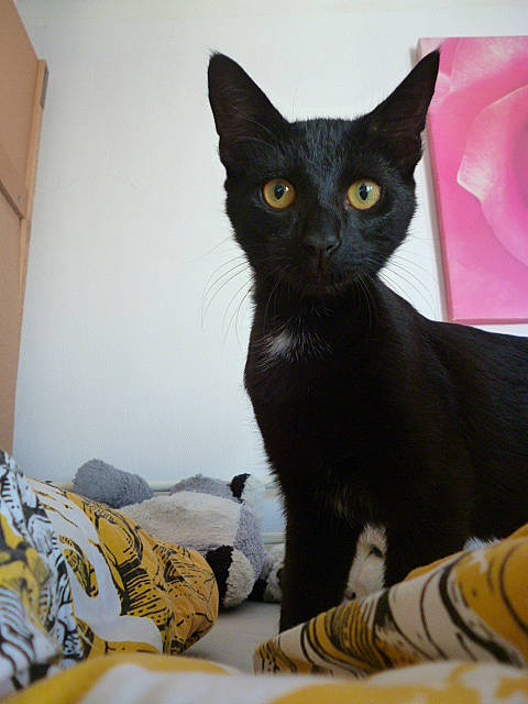 Chance a rejoint le concours — aidez-le/la à gagner de superbes lots ! black_cat, bombay, carnivore, cat, cat_supply, comfort, devon_rex, domestic_short_haired_cat, felidae, fur, havana_brown, linens, small_to_medium_sized_cats, snout, tail, whiskers