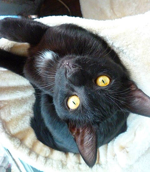 Chance a rejoint le concours — aidez-le/la à gagner de superbes lots ! carnivore, cat, cat_supply, claw, comfort, domestic_short_haired_cat, felidae, fur, paw, small_to_medium_sized_cats, snout, tail, terrestrial_animal, whiskers