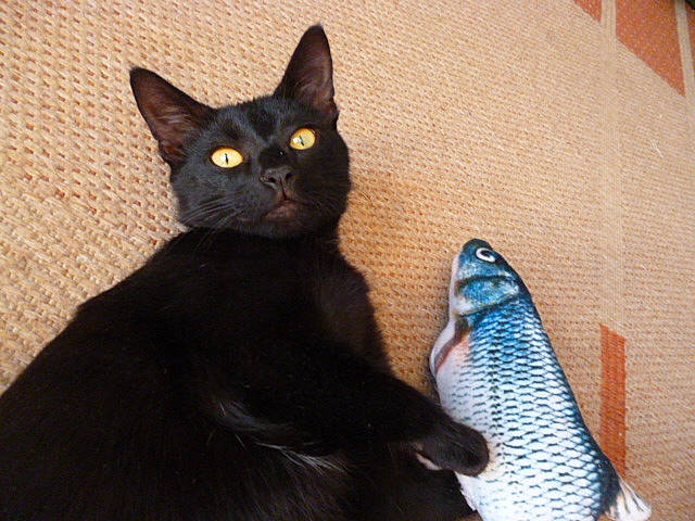 Chance participe au concours pour gagner de l'argent avec cette photo : black_cat, bombay, bony_fish, carnivore, cat, domestic_short_haired_cat, electric_blue, felidae, fin, fish, fish_products, fur, havana_brown, oily_fish, ray_finned_fish, seafood, small_to_medium_sized_cats, tail, terrestrial_animal, whiskers