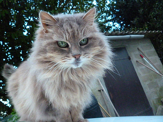 Gribouille a rejoint le concours — aidez-le/la à gagner de superbes lots ! british_longhair, carnivore, cat, fawn, felidae, fur, maine_coon, plant, small_to_medium_sized_cats, snout, tail, terrestrial_animal, tree, whiskers, window, wood