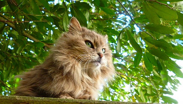 Gribouille a rejoint le concours — aidez-le/la à gagner de superbes lots ! carnivore, cat, domestic_short_haired_cat, fawn, felidae, fur, grass, plant, plant_stem, small_to_medium_sized_cats, snout, terrestrial_animal, tree, trunk, twig, whiskers, wildlife, wood