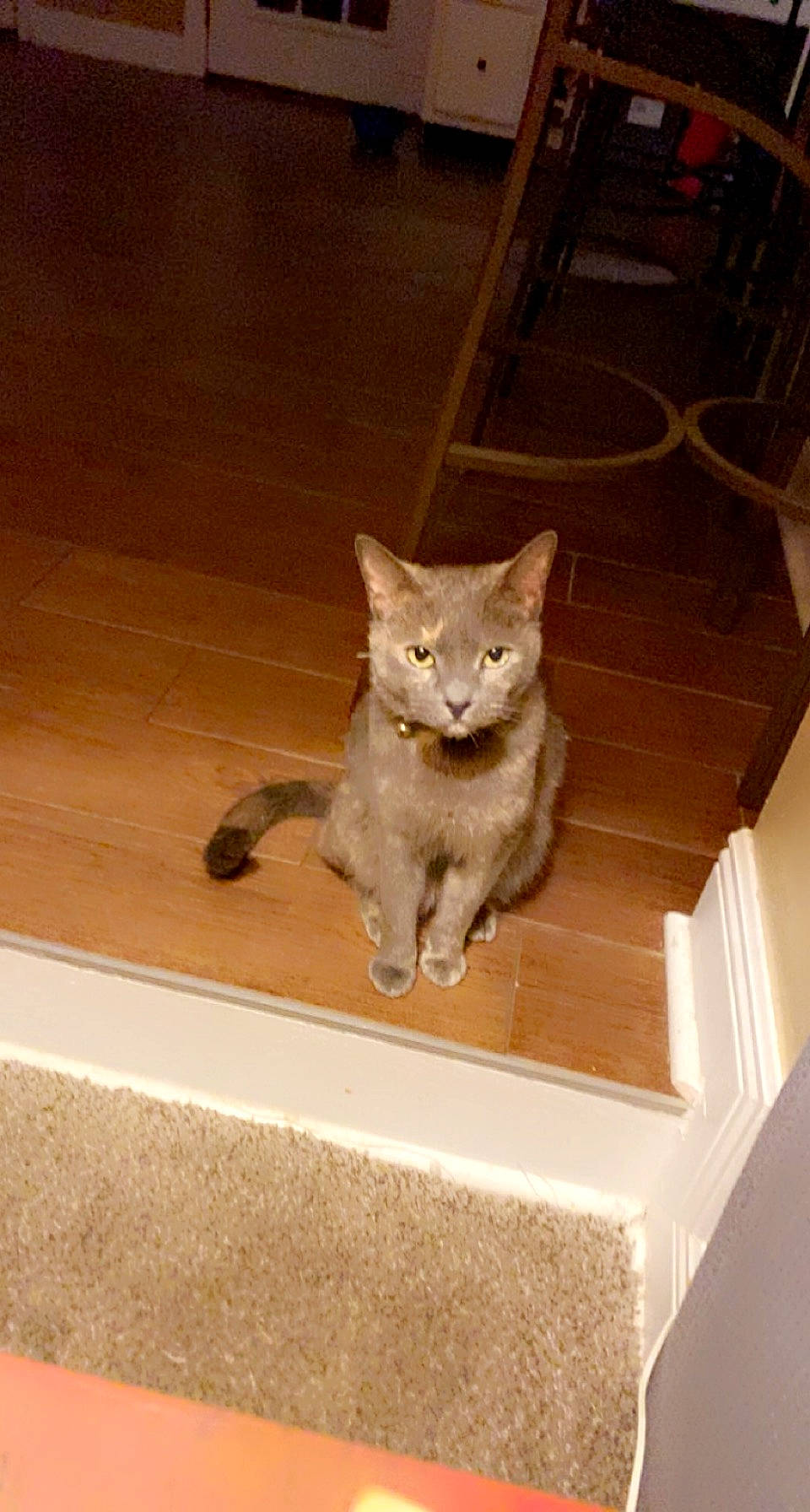 Graycie joined the competition — help win amazing prizes! canidae, carnivore, cat, domestic_short_haired_cat, fawn, felidae, floor, flooring, fur, hardwood, paw, plywood, small_to_medium_sized_cats, snout, tail, whiskers, window, wood, wood_flooring, wood_stain