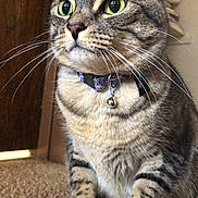 Mia joined the competition — help win amazing prizes! alert, animal, bell, carpet, cat, close_up, collar, domestic_cat, ears, feline, fur, green_eyes, household, indoor, paws, pet, portrait, sitting, tabby, whiskers