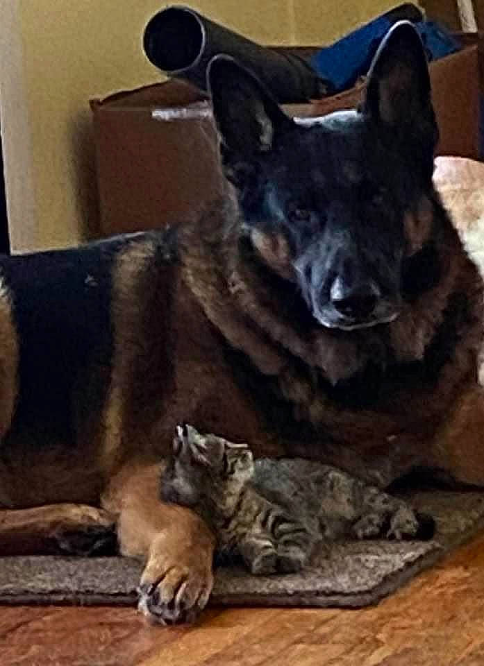 Jr. is registered to the contest to win money with this photo: canidae, carnivore, comfort, companion_dog, dog, dog_breed, fawn, felidae, flooring, fur, grey, mammal, small_to_medium_sized_cats, snout, tail, terrestrial_animal, vertebrate, whiskers, wood, working_animal