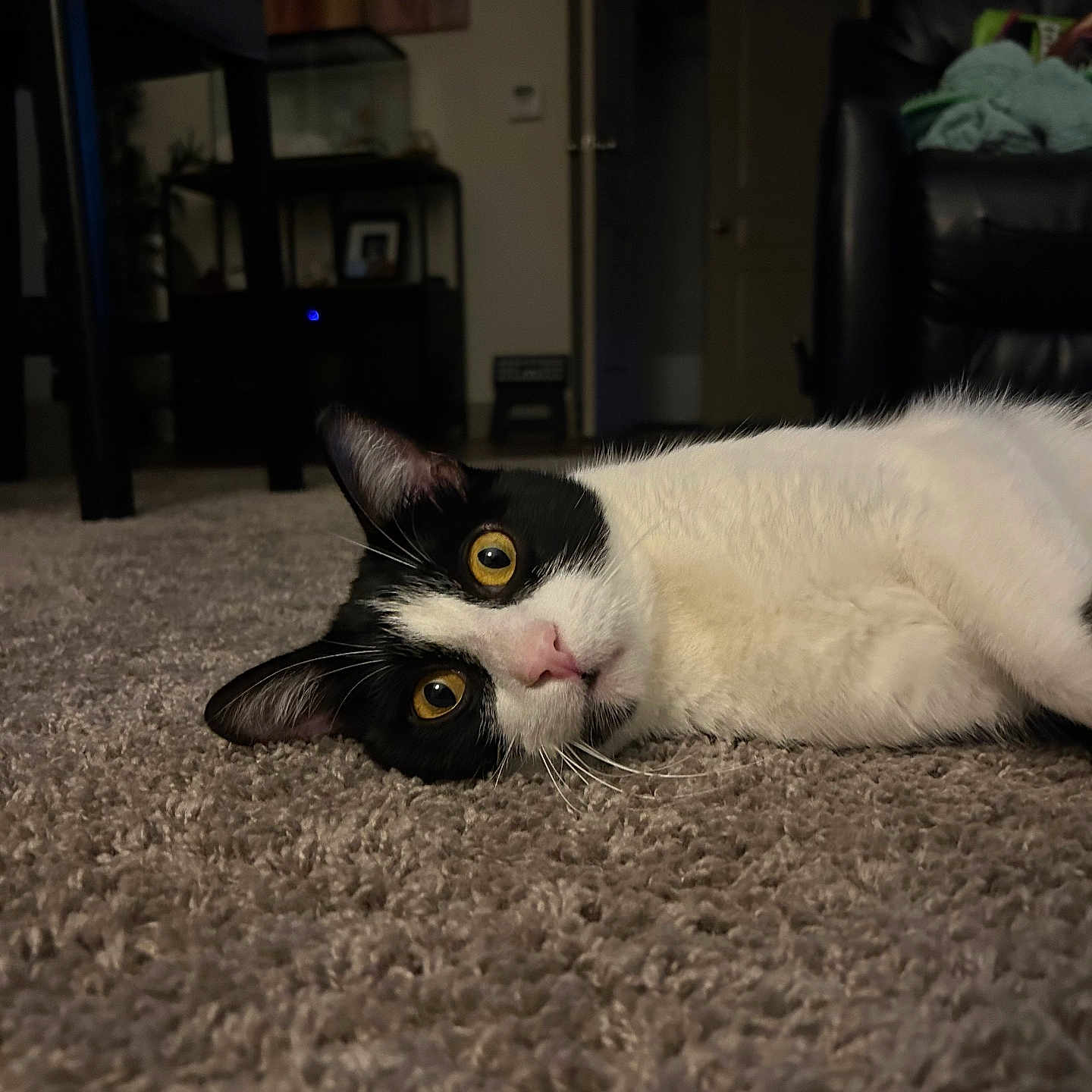 Fern joined the competition — help win amazing prizes! animal, architecture, armchair, art, building, cat, chair, couch, furniture, hardwood, homedecor, indoors, kitten, livingroom, manx, painting, pet, room, table, wood