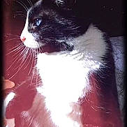 Socks is registered to the contest to win money with this photo: cat, tuxedo_cat, whiskers, blue_eye, profile_view, portrait, pet, indoor, sunlight, overexposed, close_up, fur, white_chest, black_fur, sitting, staring, window_light, high_contrast, domestic_animal, face