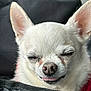 Chimuelo is registered to the contest to win money with this photo: dog, chihuahua, white_dog, pet, close_up, face, tongue_out, small_dog, fur, ears, animal, cute, expression, snout, portrait, indoor, cozy, black_background, muzzle, whiskers