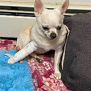 Chimuelo joined the competition — help win amazing prizes! dog, chihuahua, bandage, injury, pet, indoor, blanket, floral_pattern, blue_rug, pillow, small_dog, white_dog, resting, cozy, animal, fur, paw, cute, domestic, companion