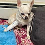 animal, bandage, blanket, blue_rug, chihuahua, companion, cozy, cute, dog, domestic, floral_pattern, fur, indoor, injury, paw, pet, pillow, resting, small_dog, white_dog