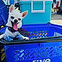 Chimuelo joined the competition — help win amazing prizes! dog, chihuahua, tongue_out, blue_basket, plastic_basket, necklace, tie, outdoor, cooler, pet, small_dog, happy, smiling, white_dog, animal, sunny, daytime, closeup, cute, playful
