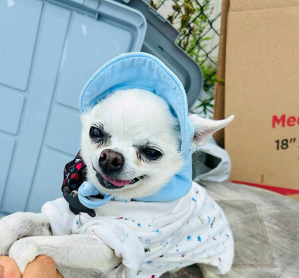 Chimuelo is registered to the contest to win money with this photo: dog, white_dog, small_dog, hat, blue_hat, clothing, shirt, cute, smiling, pet, outdoor, fence, cardboard_box, hand, portrait, animal, close_up, playful, happy, canine