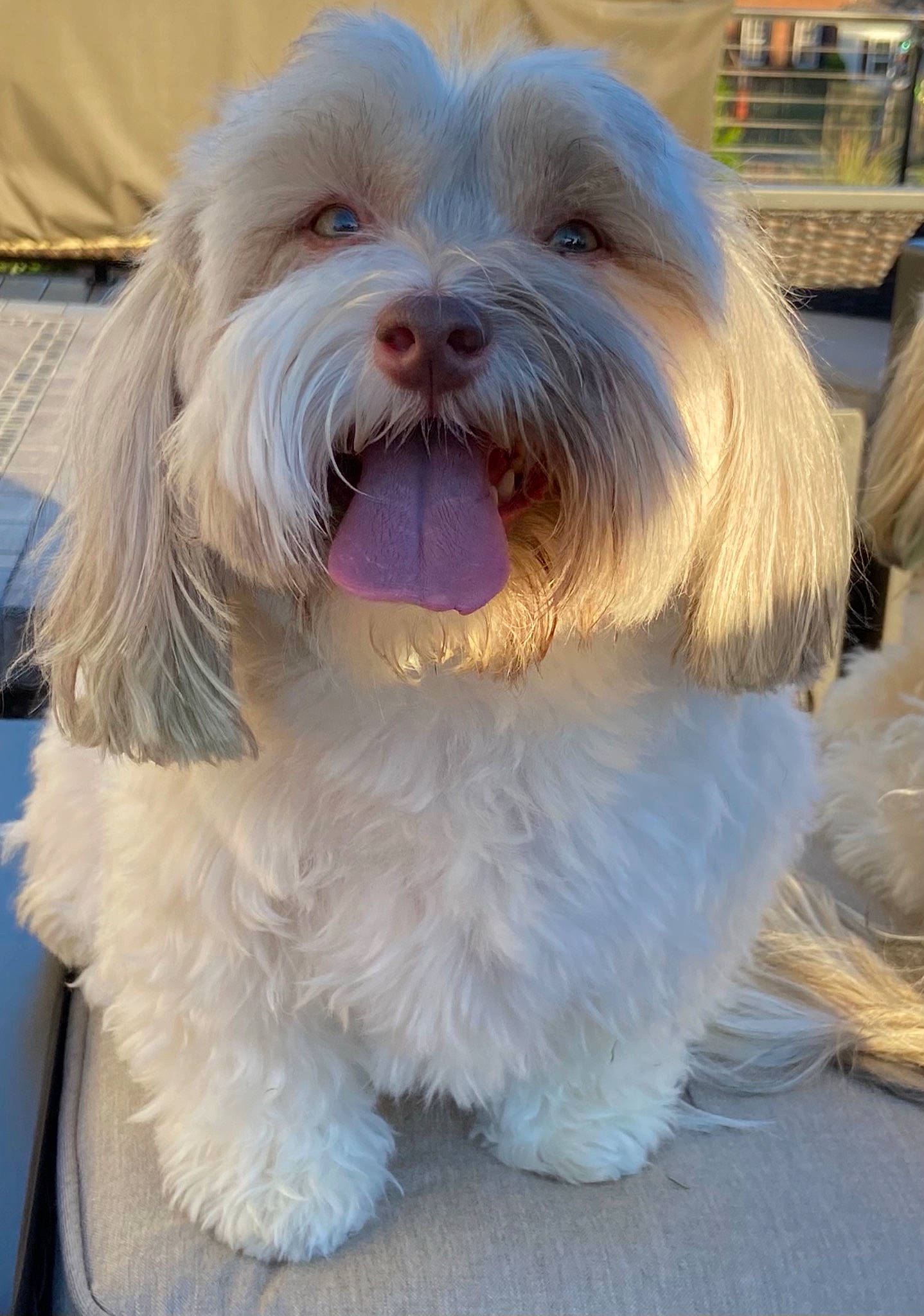 Daisy joined the competition — help win amazing prizes! canidae, carnivore, collar, companion_dog, dog, dog_breed, dog_collar, dog_supply, driveway, fang, fur, liver, maltepoo, non_sporting_group, small_terrier, sporting_group, terrier, toy_dog, working_animal, working_dog