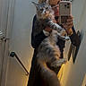 Fujyyama participe au concours pour gagner de l'argent avec cette photo : cat, long_hair, fluffy, gray_cat, pet, animal, mirror_selfie, person, woman, smartphone, portrait, indoor, home, bathroom, mirror, candle, chandelier, black_clothing, jewelry, funny_pose