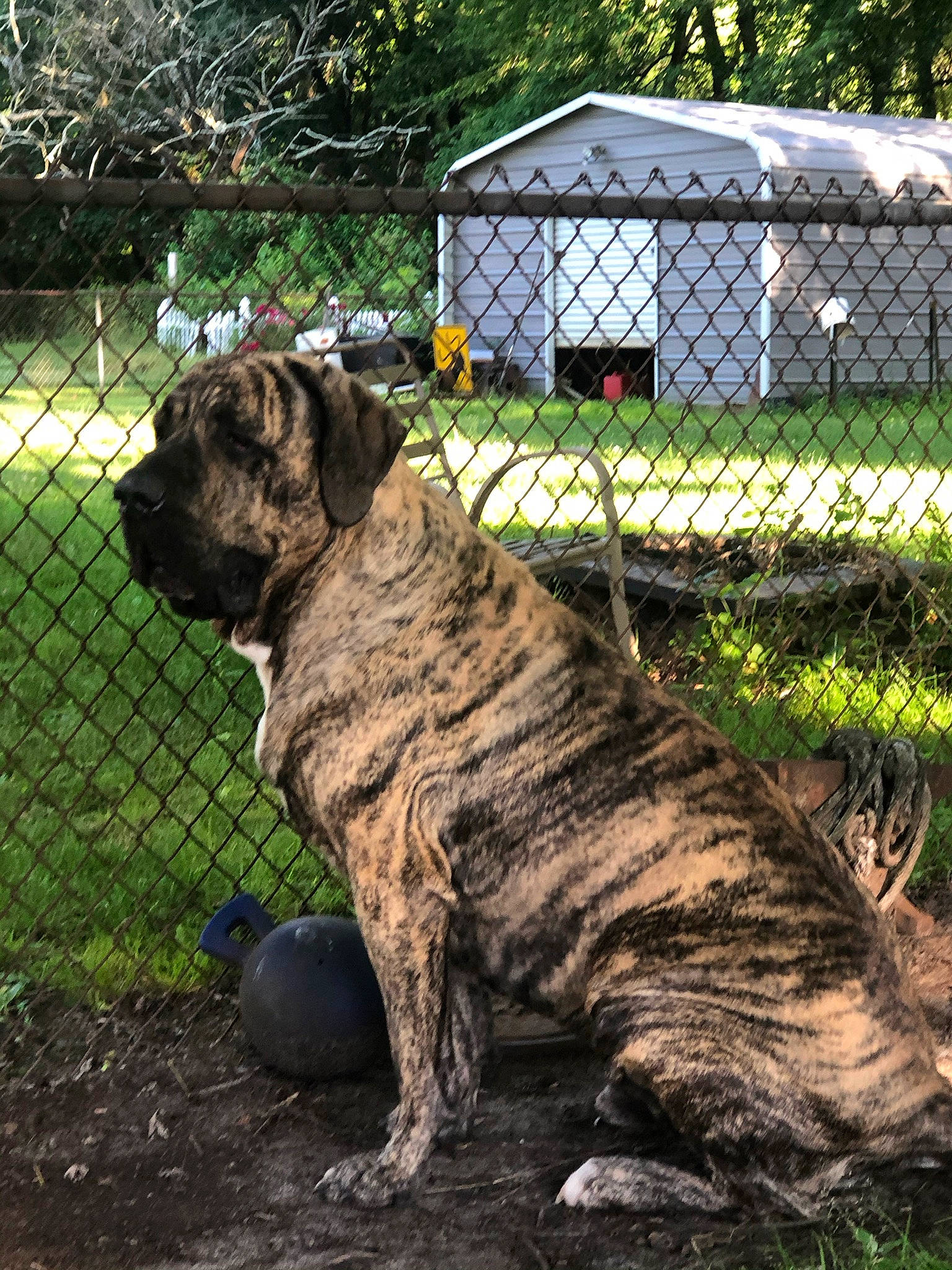 Lucca Brasi is registered to the contest to win money with this photo: big_cats, canidae, carnivore, chain_link_fencing, companion_dog, dog, dog_breed, fawn, felidae, fence, fur, grass, mesh, plant, snout, sporting_group, tail, terrestrial_animal, tree, wire_fencing