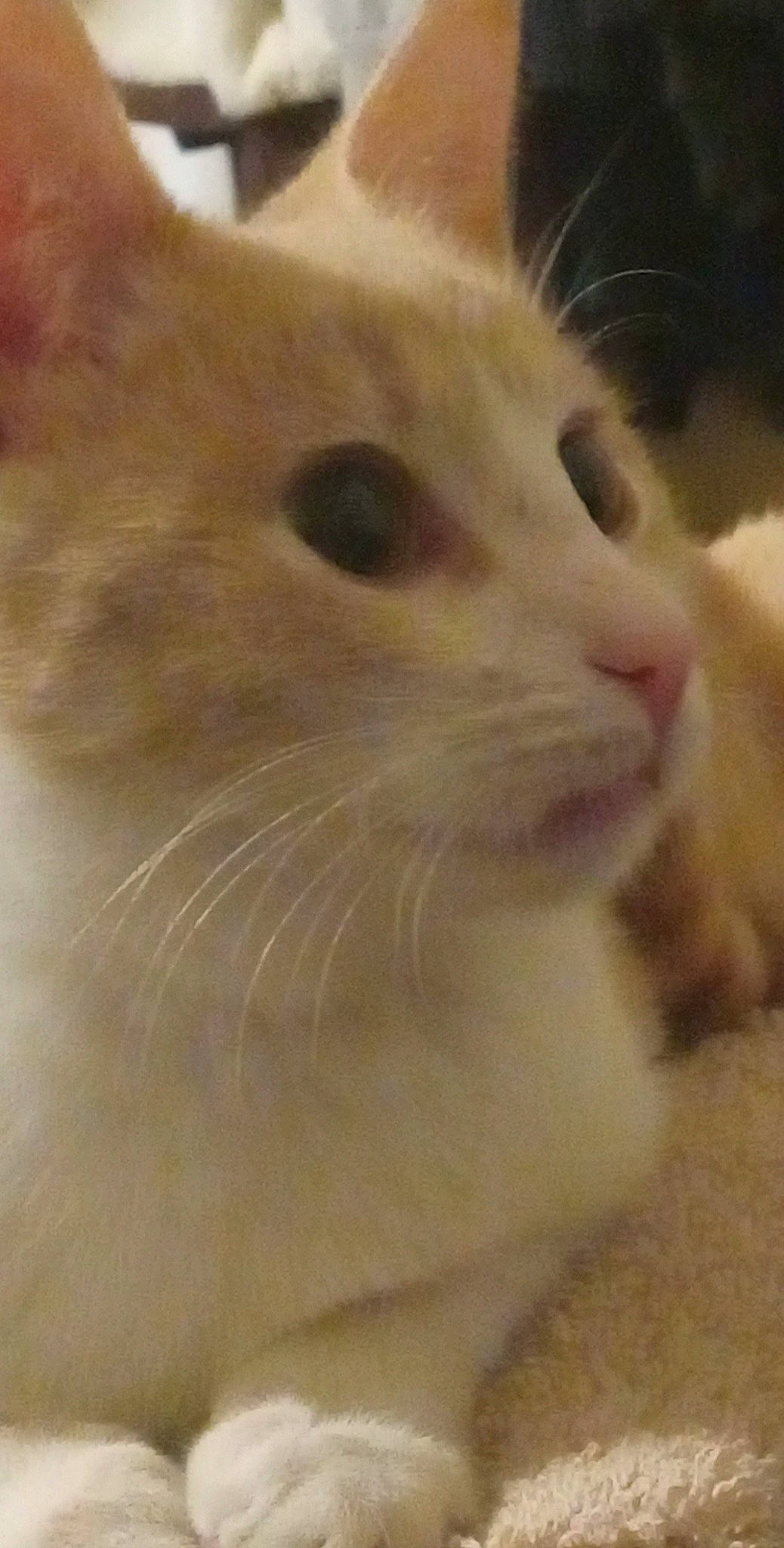 Chapo joined the competition — help win amazing prizes! carnivore, cat, domestic_short_haired_cat, fawn, felidae, fur, iris, small_to_medium_sized_cats, snout, terrestrial_animal, whiskers