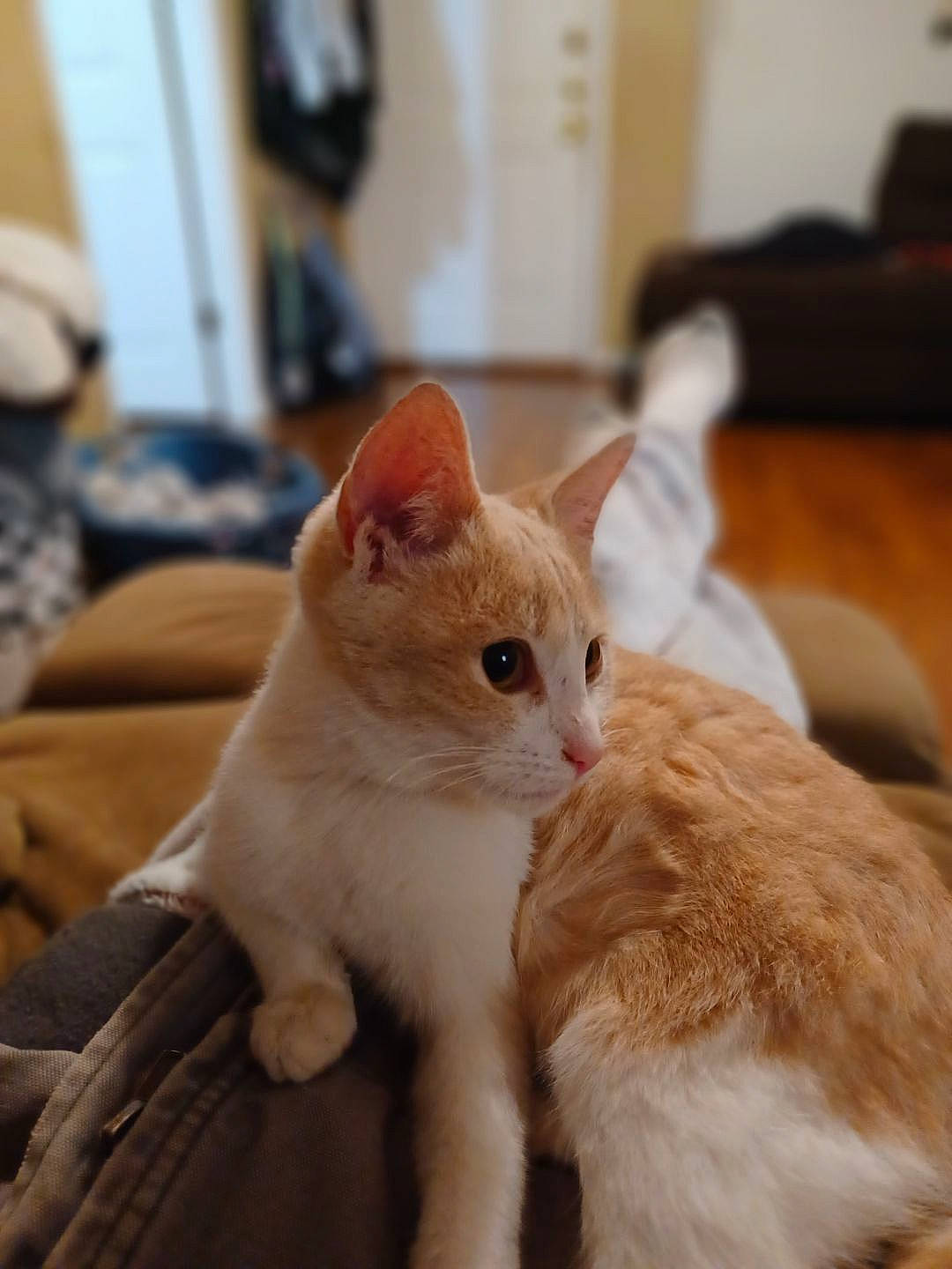 Chapo joined the competition — help win amazing prizes! carnivore, cat, claw, comfort, domestic_short_haired_cat, fawn, felidae, flooring, fur, hardwood, paw, sitting, small_to_medium_sized_cats, snout, tail, whiskers, wood