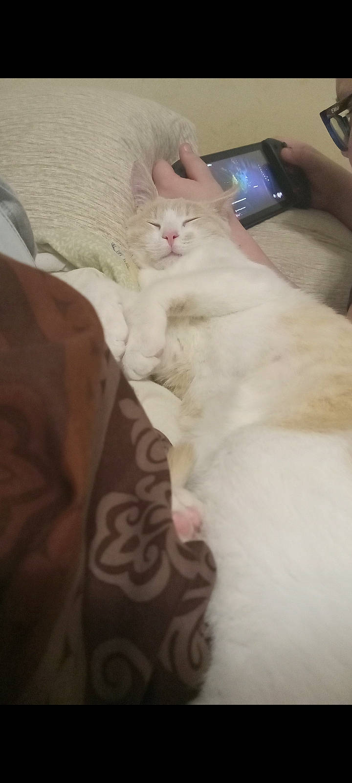 Chapo is registered to the contest to win money with this photo: bed, carnivore, cat, comfort, communication_device, domestic_short_haired_cat, fawn, felidae, fur, gadget, gesture, linens, mobile_phone, nail, paw, portable_communications_device, small_to_medium_sized_cats, tail, whiskers