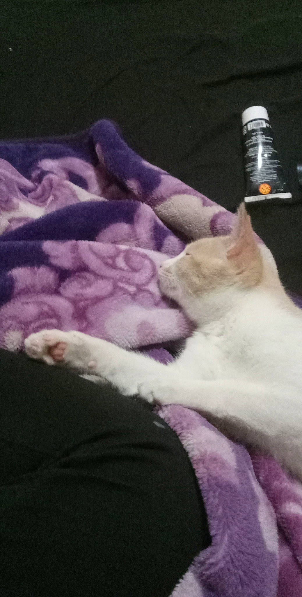 Chapo is registered to the contest to win money with this photo: canidae, carnivore, cat, comfort, companion_dog, domestic_short_haired_cat, fawn, felidae, fur, human_leg, linens, magenta, nail, paw, pink, purple, small_to_medium_sized_cats, tail, violet, whiskers