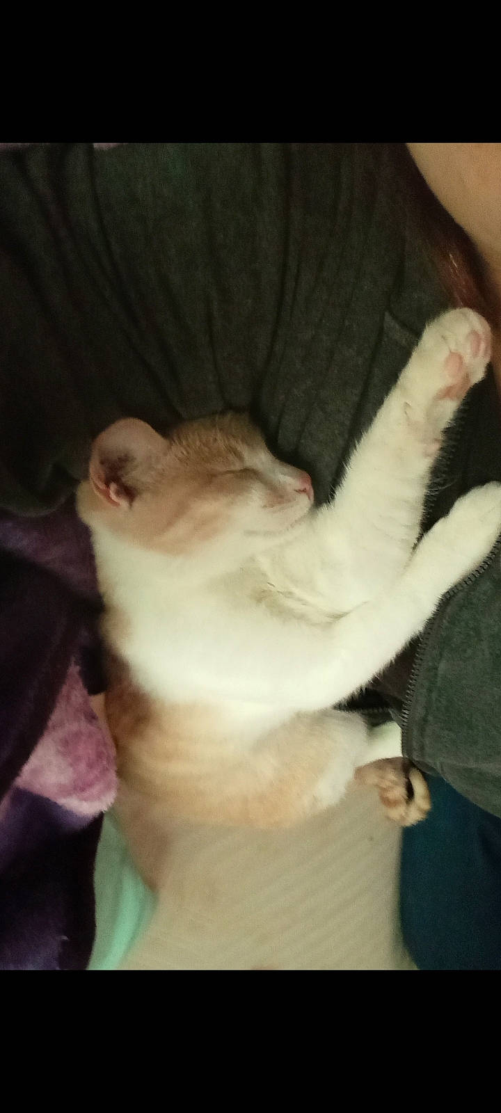 Chapo joined the competition — help win amazing prizes! balinese, carnivore, cat, claw, comfort, companion_dog, dog_breed, domestic_short_haired_cat, ear, fawn, felidae, fur, gesture, paw, small_to_medium_sized_cats, snout, tail, thai, trunk, whiskers