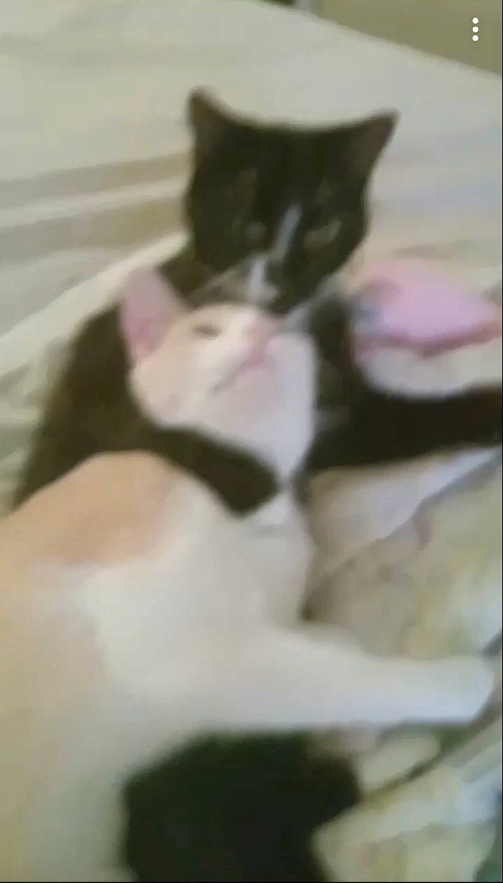 Spooky joined the competition — help win amazing prizes! black_cat, canidae, carmine, carnivore, cat, claw, comfort, domestic_short_haired_cat, felidae, flooring, fur, linens, nap, paw, small_to_medium_sized_cats, snout, tail, whiskers