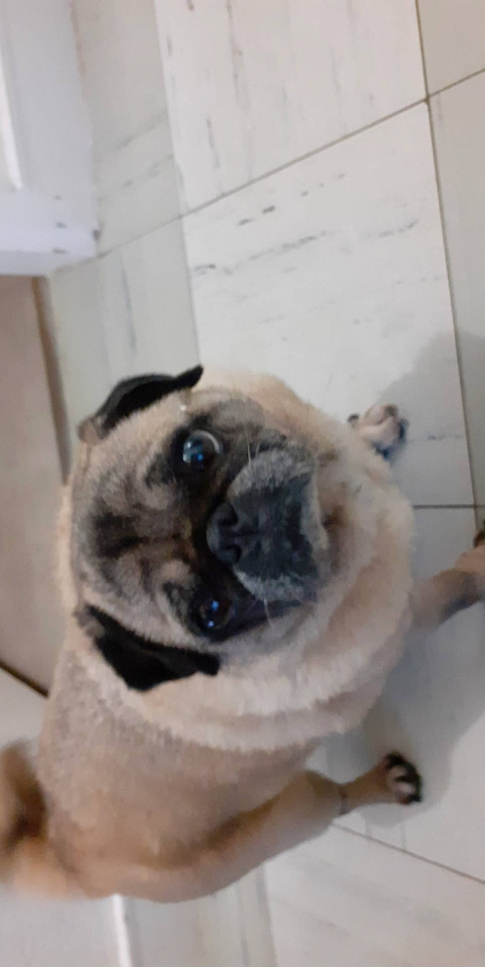 Kalie a rejoint le concours — aidez-le/la à gagner de superbes lots ! ancient_dog_breeds, canidae, carnivore, chow_chow, companion_dog, dog, dog_breed, ear, fawn, mammal, nose, pug, puppy, snout, toy_dog, vertebrate