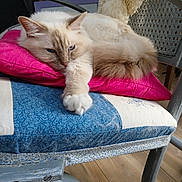 Tom a rejoint le concours — aidez-le/la à gagner de superbes lots ! blue_eyes, cat, chair, comfort, cozy, cream_color, cushion, domestic_animal, fluffy, furniture, home, indoor, long_hair, paw, pet, pink_pillow, relaxed, resting, stretching, wooden_floor