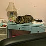 black_chair, blue_desk, cat, clutter, colored_pencils, desk, fluffy_cat, furniture, home_office, indoor, lamp, papers, pink_wall, princess_figures, resting_cat, sleeping_cat, stationery, tail, vintage_lamp, wall