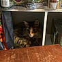 Larry joined the competition — help win amazing prizes! animal, bottled_water, box, cat, cozy, cubbyhole, curious, domestic, feline, fur, furniture, household, indoor, packaging, pet, quiet, resting, shadow, shelf, wooden_table