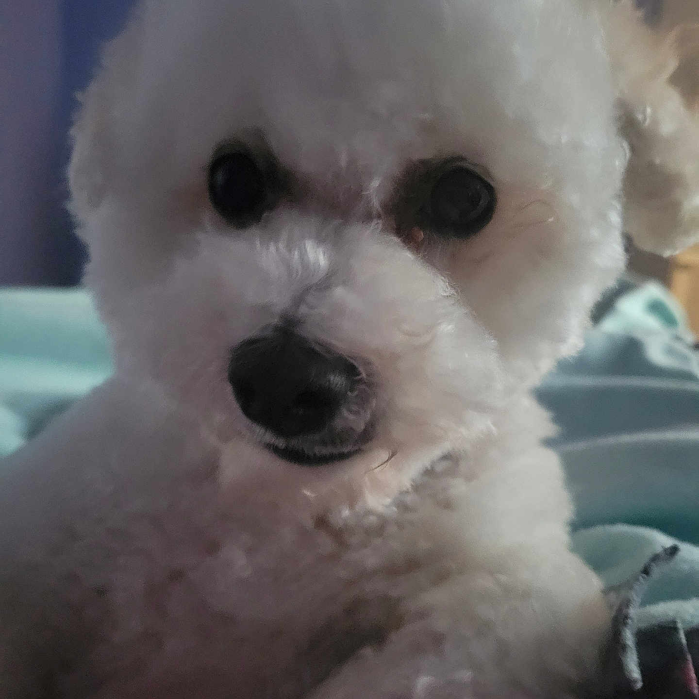 Bear is registered to the contest to win money with this photo: animal, bison, canine, couch, dog, eskimodog, furniture, machine, pet, poodle, puppy, snout, spoke, terrier, white, whitedog